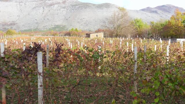 Landscape with vineyards, outbuildings next to sidehill mountain. Winery tour, gastrotourism, enotourism. Many rows of vines in even rows. Ampelography, craft wine technologyvin, vin de garage