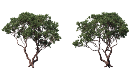 dr. hurd manzanita tree and branches isolated, Shrub, medium Tree 