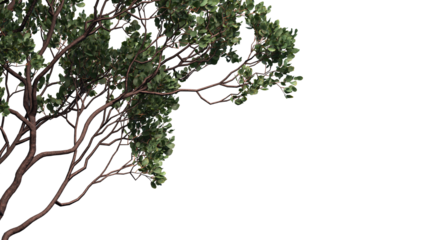dr. hurd manzanita tree and branches isolated, Shrub, medium Tree 