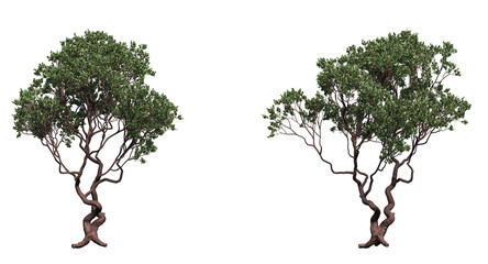 dr. hurd manzanita tree and branches isolated, Shrub, medium Tree 