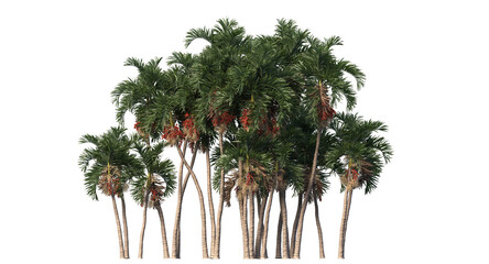 Betel palm, Betel  Nuts,  Areca nut , Areca palm,Areca nut palm isolated, palm tree