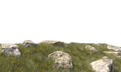 grass field small plant and stones