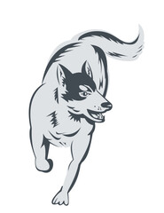Retro woodcut style illustration of a Siberian Husky running viewed from front on high angle on isolated background done in color.