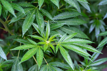 Fototapeta na wymiar A close shot of leaf clusters on a maturing cannabis plant