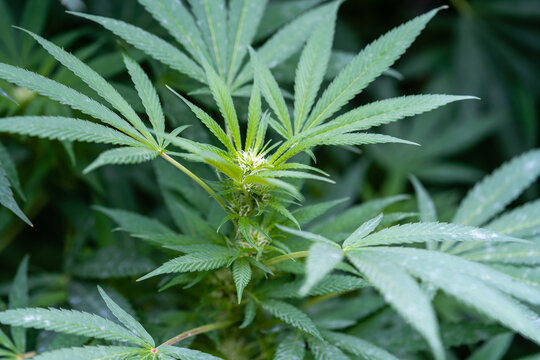 Early trichome development on a homegrown cannabis plant