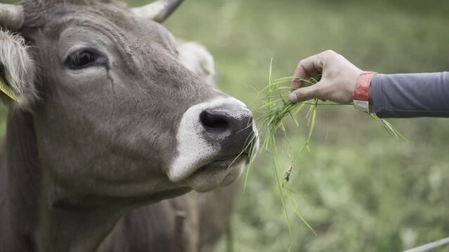 Adult mans hand feeds grass to brown cow in a green valley