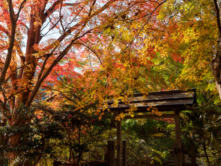 鮮やかに色づいた室生寺の紅葉