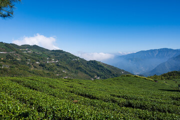 Fototapeta na wymiar Natural scenery of high mountain tea plantation