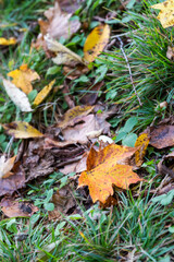 Maple leaf on the ground