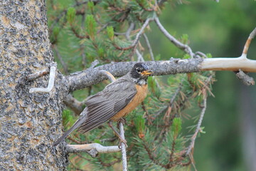 robin on pine tree