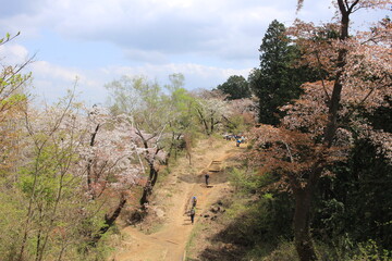 Fototapeta na wymiar 一丁平の山桜