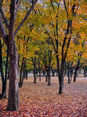 Vertical shot of several trees in a park. The leaves are in the middle of the color transition of Autumn.