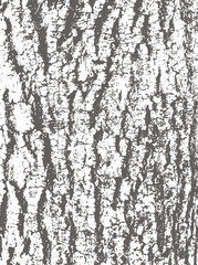 Tree bark texture