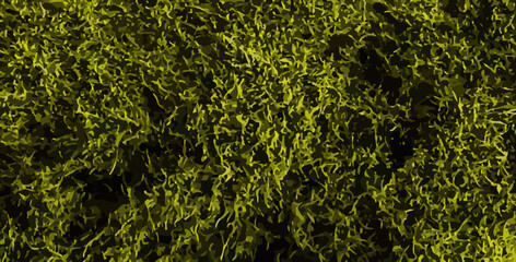 Vector green moss texture. Realistic mossy pattern. Grass field background. Premium natural wall decor. Tree crown macro view. Leaves plant shape