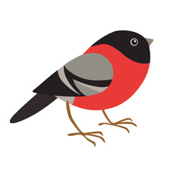 Bullfinch bird isolated on white background.