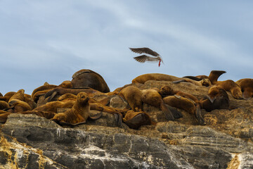 Lobos marinos con gaviota en isla 