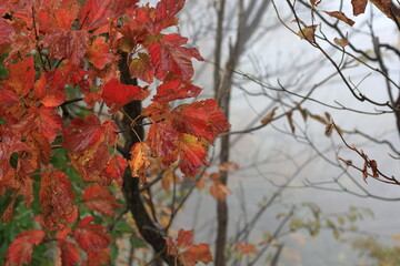 日本の秋の風景、秋の紅葉