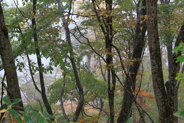 日本の秋の風景、秋の紅葉