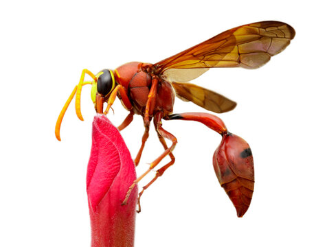 Image of potter wasp isolated on transparent background. (Delta sp, Eumeninae) on flower. Insect Animal.