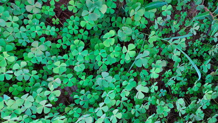 Ornamental shrubs, wall shrubs grass plants, with dew drops green leaf texture.