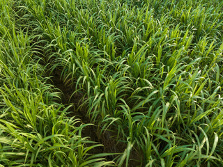 Aerial view of sugarcane plants growing at field