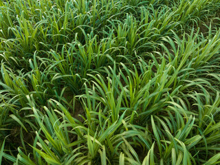 Aerial view of sugarcane plants growing at field