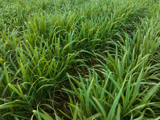 Aerial view of sugarcane plants growing at field