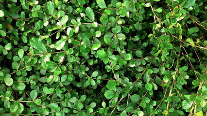 Obraz premium Ornamental shrubs, wall shrubs grass plants, with green leaf texture.