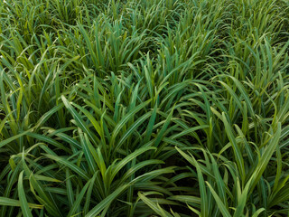 Aerial view of sugarcane plants growing at field