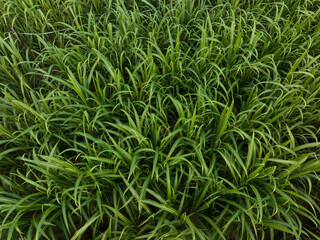 Aerial view of sugarcane plants growing at field