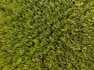 Aerial view of the rice field from drone