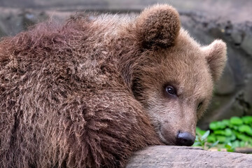 Close-up photo of a grizzly bear 