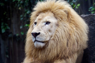 Portrait of a white lion