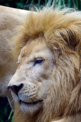 Naklejka premium Portrait of a white lion