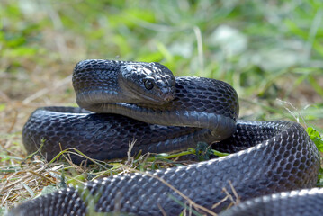 Fototapeta premium Black gold ringed cat snake on a tree branch, ready to attack