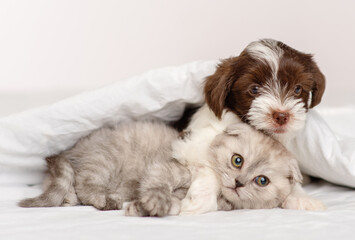 A small puppy of the Yorkshire terrier breed in black and white is hugging a gray Scottish breed kitten under a blanket on a bed at home. Puppy and kitten on the bed lying together