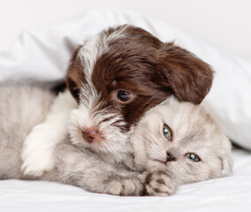A small puppy of the Yorkshire terrier breed in black and white is hugging a gray Scottish breed kitten under a blanket on a bed at home. Puppy and kitten on the bed lying together