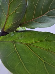 green leaf texture