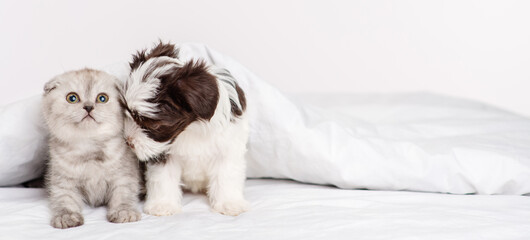 Obraz premium A small puppy of the Yorkshire terrier breed in black and white is hugging a gray Scottish breed kitten under a blanket on a bed at home. Puppy and kitten on the bed lying together