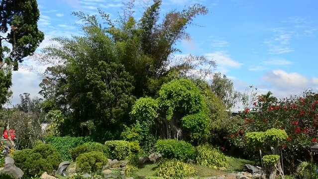 Small garden with green trees 