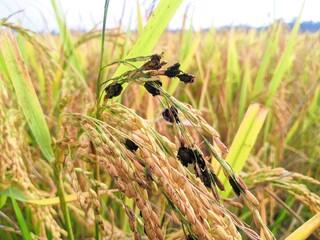Rice are affected in false smut disease.