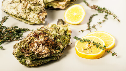 Food banner. Close-up fresh Pacific oysters on a light background. Lemon and oregano. Selective focus.