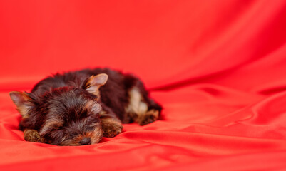 York terrier puppy lying on a red background