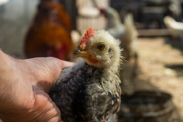 chick in hand. home small poultry farm.