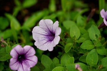 Selective focus of white and purple Surfinia flowers (Petunia) in a garden