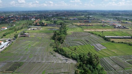 Bali, Indonesia - November 10, 2022: The Pererenan Paddy Rice Fields Of Bali, Indonesia