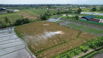 Bali, Indonesia - November 10, 2022: The Pererenan Paddy Rice Fields Of Bali, Indonesia