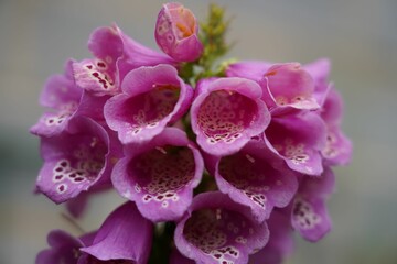 Close-up of a Purple foxglove (Digitalis purpurea) flower in a garden © Wilhelm Kurzenhäuser/Wirestock Creators