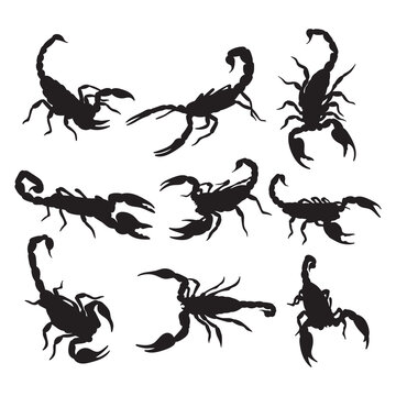 Scorpion silhouette, templates set. Objects for packaging design, tattoo illustration, items for cutting, printing