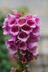 Vertical close-up of a Purple foxglove (Digitalis purpurea) flower in a garden © Wilhelm Kurzenhäuser/Wirestock Creators